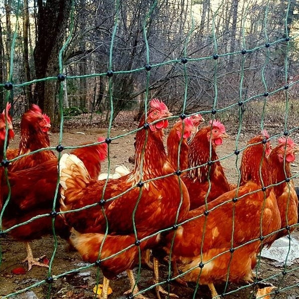 Maple Wind Farm: Chicken Dinner Pasture Walk