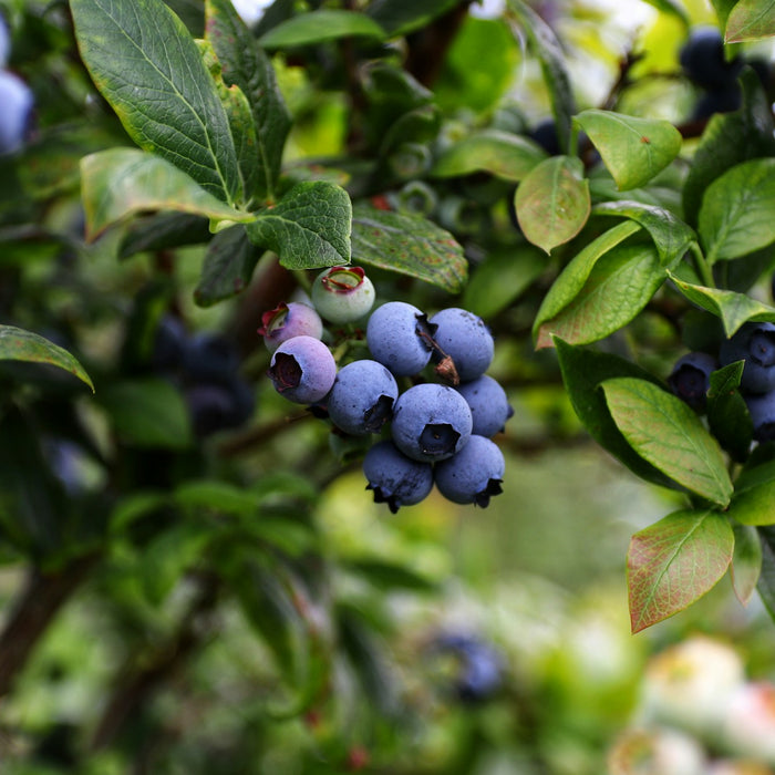 Owls Head Blueberry Farm: Music While You Pick